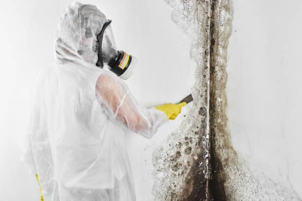 Best Toxic Mold Removal  in North Sea, NY