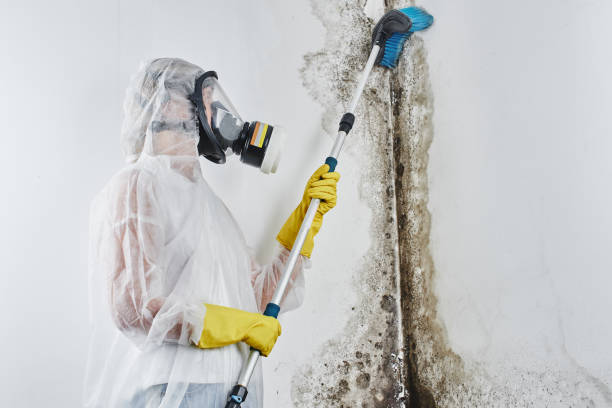 Home Mold Removal in North Sea, NY