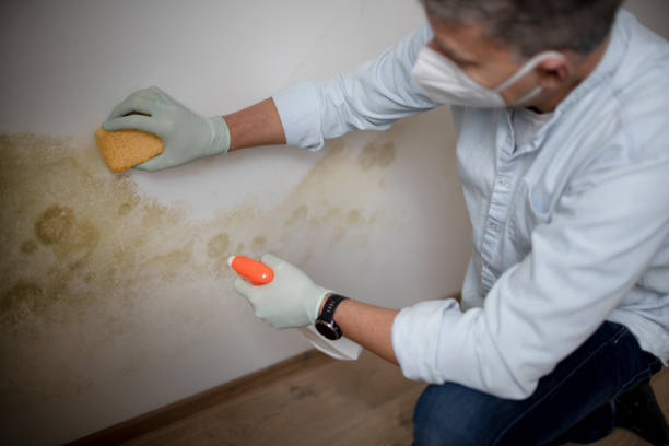 Certified Mold Removal in North Sea, NY