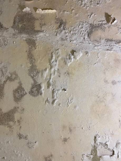 Best Office Mold Removal Services  in North Sea, NY