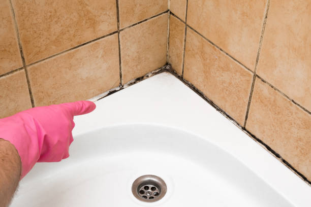 Best Mold Damage Repair  in North Sea, NY