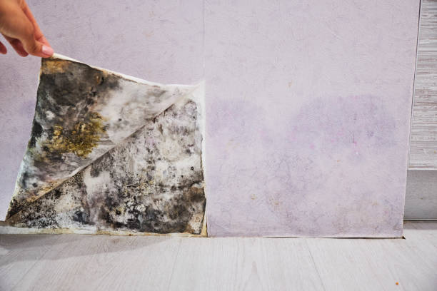 Best Certified Mold Removal  in North Sea, NY